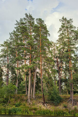 beautiful view of the pine forest growing on the river bank