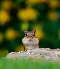 Chipmunk peering over rock
