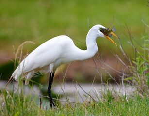 White Egret swallowing a fish