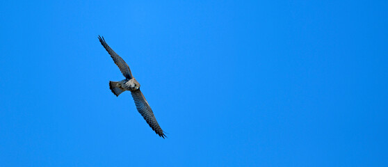 Common kestrel // Turmfalke (Falco tinnunculus)