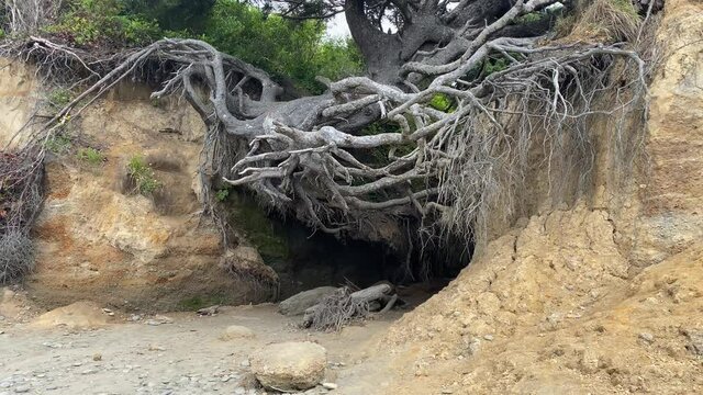 The tree of life, along Kalaloch Beach's shoreline in Washingtons Olympic National Park