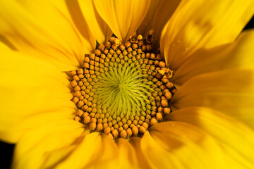 Close-up of the middle of a sunflower flower, soft focus.
