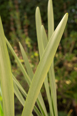 Obraz premium Leaves background. Daffodil green leaves growing in a pot in the park. 