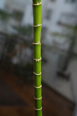 Friendship bamboo. Closeup view of segmented green stem of a Dracaena sanderiana, also known as Lucky Bamboo.