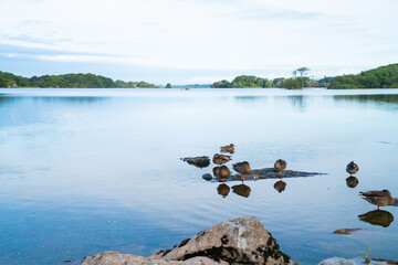 Ducks standing in water and on rock in foreground of calm peaceful Lake Ross in Killarney National Park
