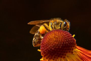 Honey bee covered with yellow pollen drink nectar, pollinating flower. Inspirational natural floral spring or summer blooming garden background. Life of insects, Extreme macro close up selective focus