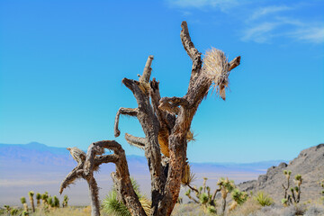 Dead Joshua tree in desert setting with blue sky