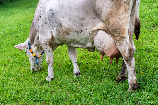 Milchkuh mit gro&szlig;en Euter auf einer Weide beim Grasen