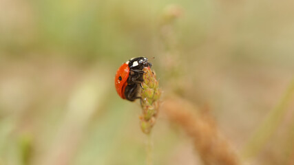 Obraz premium Coccinélidos, mariquita, catarina o conchuela