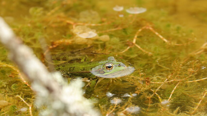 Ranas en el Tunel de la Engaña, Burgos