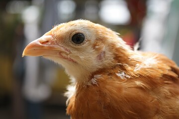 Pollo - gallo jóven - gallina emplumada - pollito de granja - ave de granja - animal emplumado
