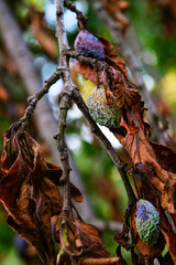 plum raisined on twigs in a tree with dry leaves