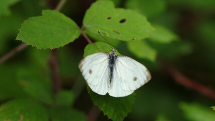 Blanquita de la col, Pozos de Valcaba, Pámanes, Cantabria, España
