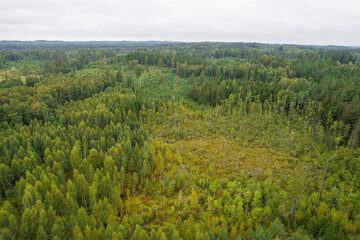 Aerial view from drone on bogs, gallant old pine and young birch forests in different colors such as light, dark green, emerald, yellow