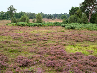 Heather flowering at Skipwith Common, North Yorkshire, England