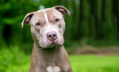 A cute Pit Bull Terrier x Shar Pei mixed breed dog listening with a head tilt