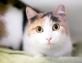 A wide eyed Dilute Calico shorthair cat staring at the camera with dilated pupils