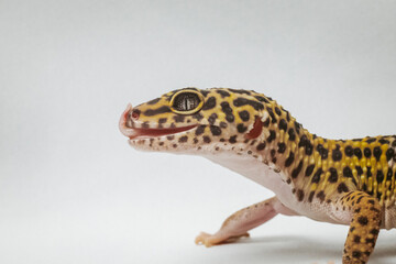 exotic pet leopard gecko (Eublepharis macularius) on white background