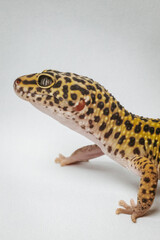 exotic pet leopard gecko (Eublepharis macularius) on white background