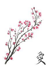 Realistic sakura blossom isolated on white background. Vector
