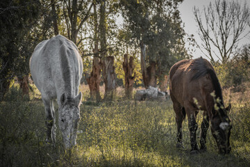 horses grazing in a field