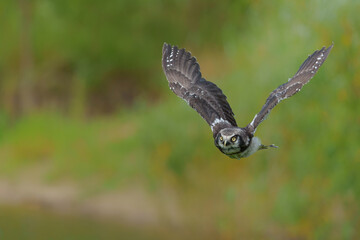 Juvenile Northern hawk-owl or northern hawk owl (Surnia ulula) flying with a green background.  