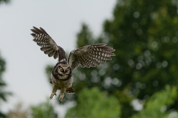 Juvenile Northern hawk-owl or northern hawk owl (Surnia ulula) flying with a green background.  