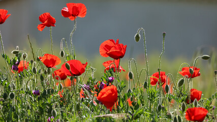 Obraz premium Amapolas en Palencia, Castilla y León, España
