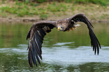 White Tailed Eagle (Haliaeetus albicilla) fishing in a lake. Also known as Eurasian sea eagle and white-tailed sea-eagle          