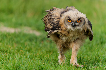 Cute juvenile European Eagle Owl (Bubo bubo) making his first steps in a meadow in Gelderland in  the Netherlands.      
