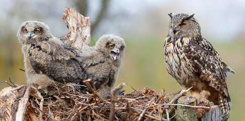 European Eagle Owl (Bubo bubo) sitting on his nest with  its chick  in Gelderland in the Netherlands. 