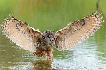 European Eagle Owl (Bubo bubo) flying over a lake in Gelderland in  the Netherlands.     