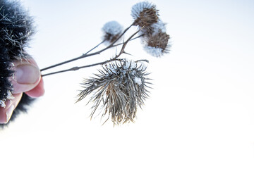 Frost and snow covered thistles in a woman hand