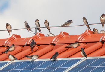 The barn swallows (Hirundo rustica) on a roof