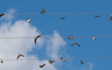 The barn swallows (Hirundo rustica) on wires