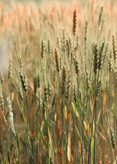 Close-up of a wheat field in the countryside of a small city in Brazil.