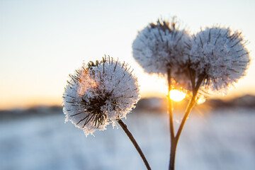 Frost and snow covered thistles in a wild field in winter