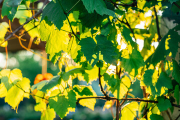 Creative background of blurred vine branches, in sunbeams