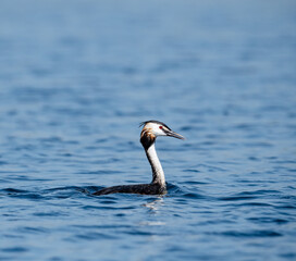 great crested grebe