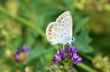 Beautiful blue butterfly spread wings in the meadow