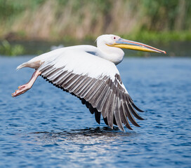 pelican in flight