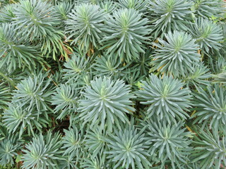 Euphorbia characias
