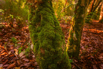 Close-up mossy cork oak in a forest full of fallen leaves. Autumnal scene on green and orange tones