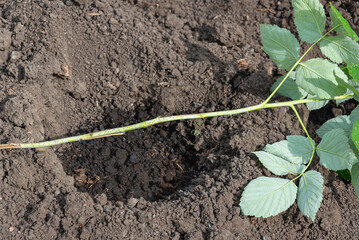 Transplanting and planting raspberry bushes in the soil.