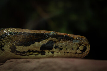 Python Schlange