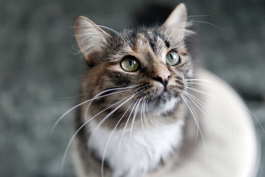 cat's head is a close-up with green eyes on a dark background. Eyes, ears. The cat looks up