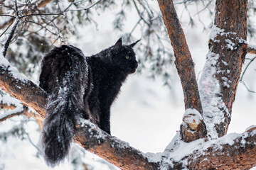 A very nice black maine coon cat sitting on a tree in a winter snowy forest. Cold frosty weather.