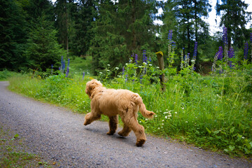 golden doodle puppy running in nature