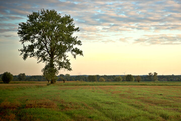 Obraz premium A lonely tree among green meadows.