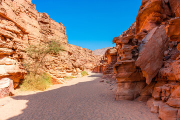 Colored canyon in the Sinai Peninsula, beautiful curved limestone stones, plants among the stones